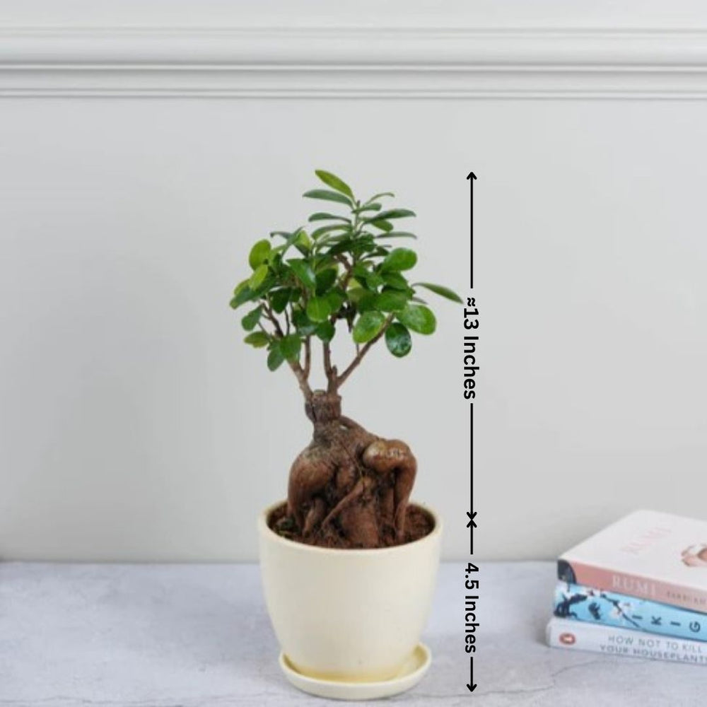Plants Online in Bangalore for Sale