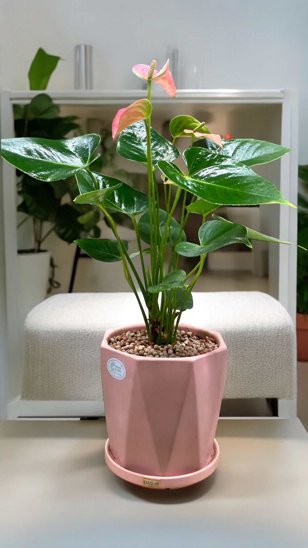 Seasonal Outdoor Plants Bangalore