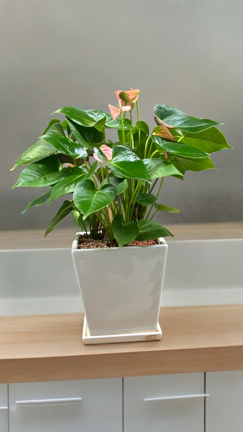 Best Outdoor Plants Bangalore