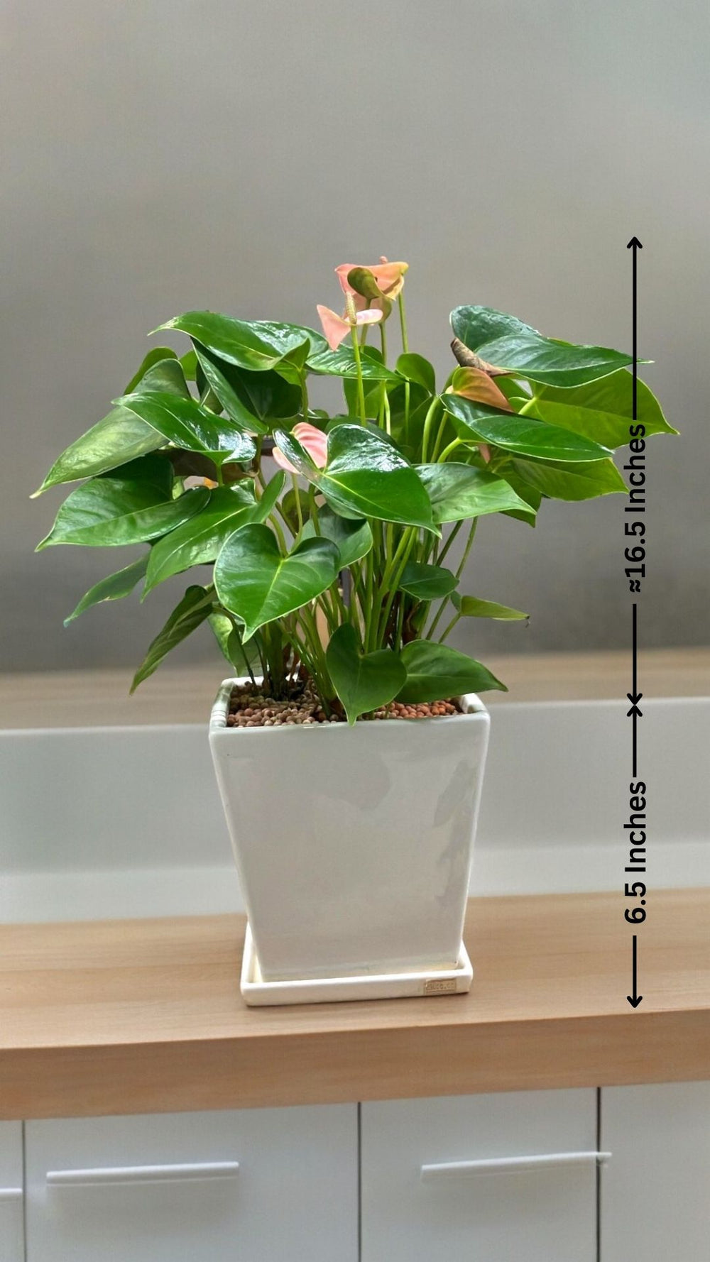 Buy Outdoor Plants Bangalore