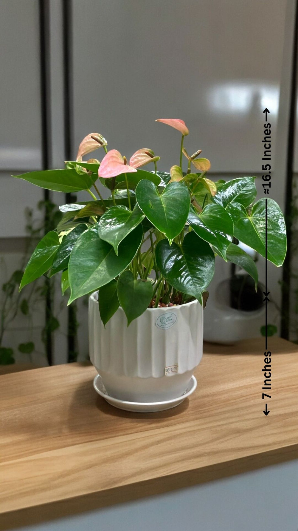 Outdoor Flowering Plants Bangalore