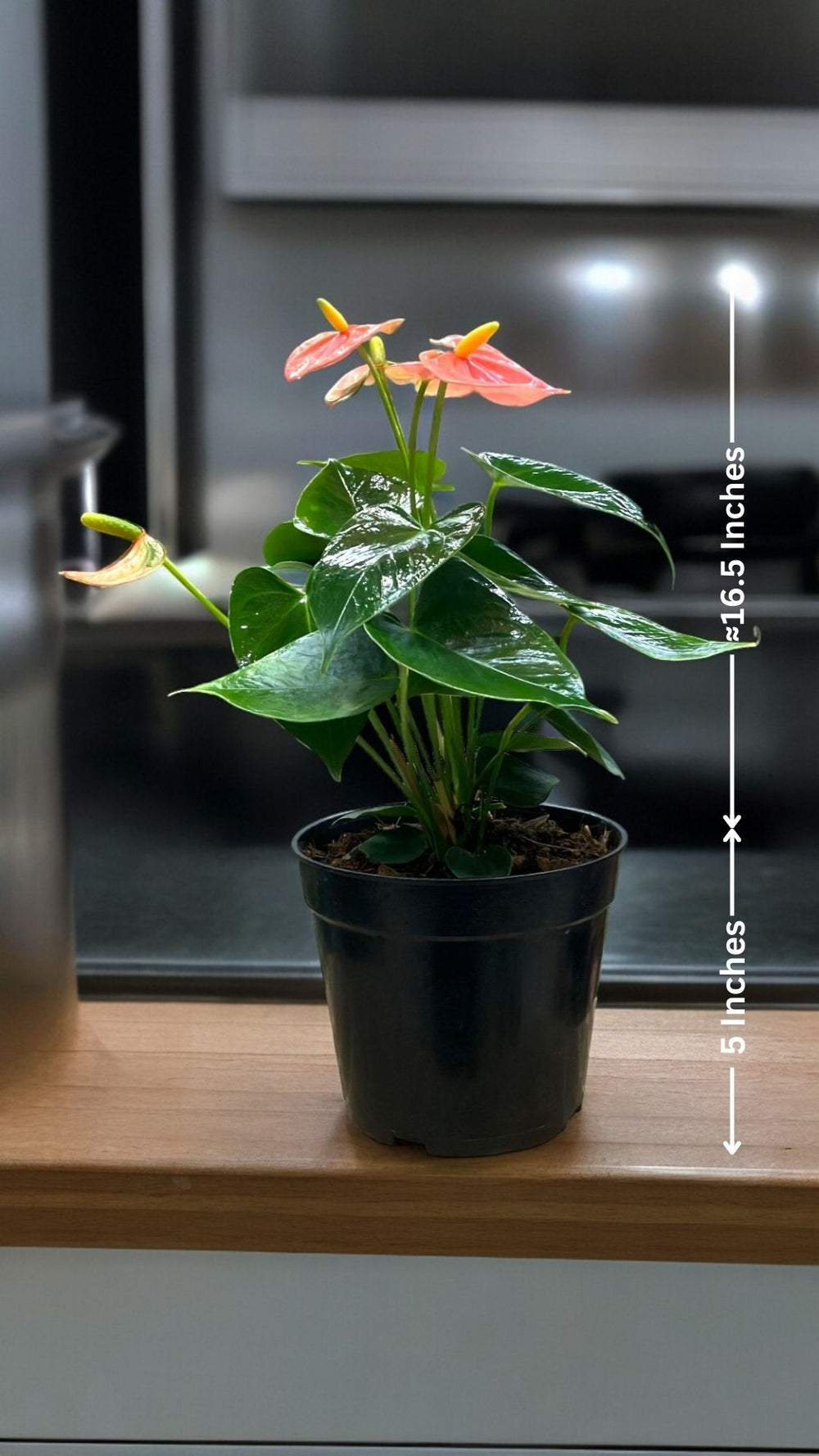 Outdoor Potted Plants Bangalore