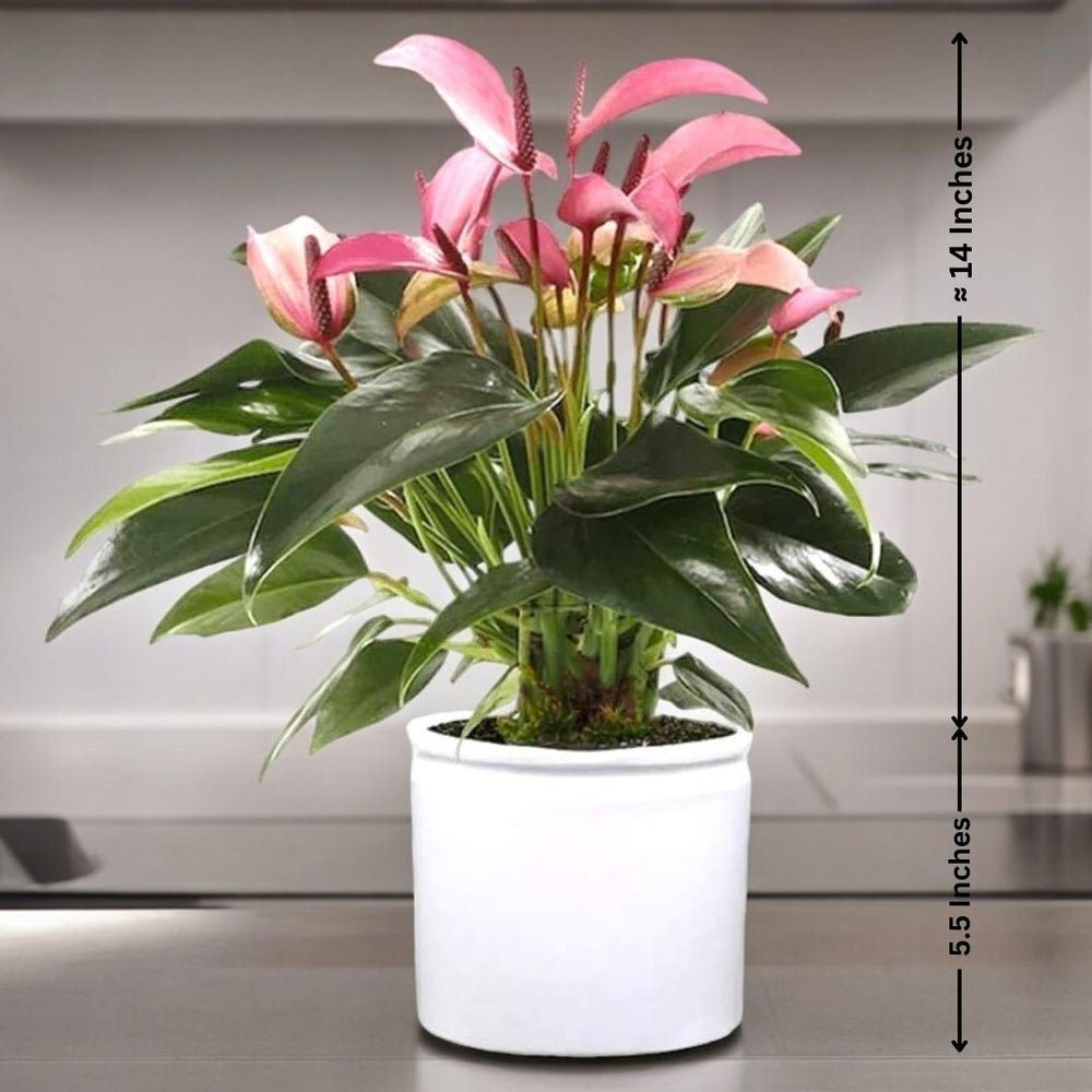Indoor plants safe home delivery  