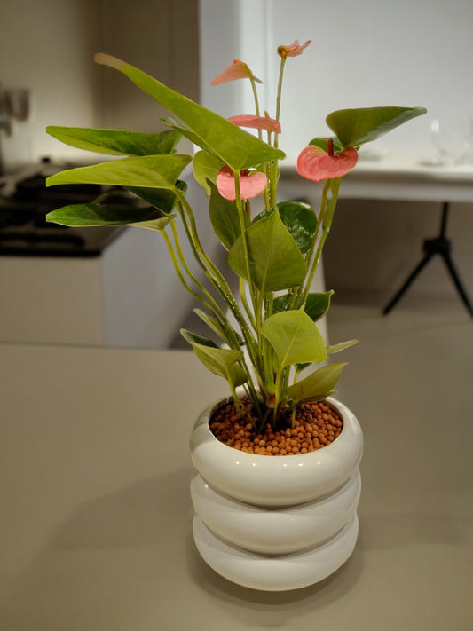 shop indoor plants in Bangalore