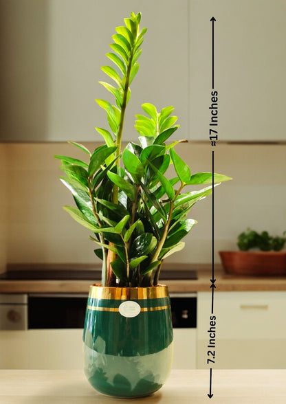 JooGTook ZZ Plant - Zamia Tanaman