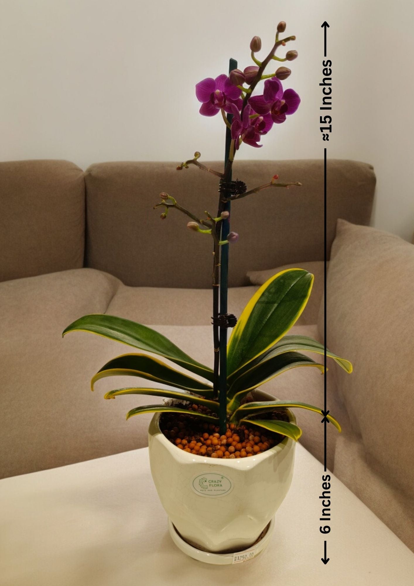 Purple Orchid in Ceramic pot