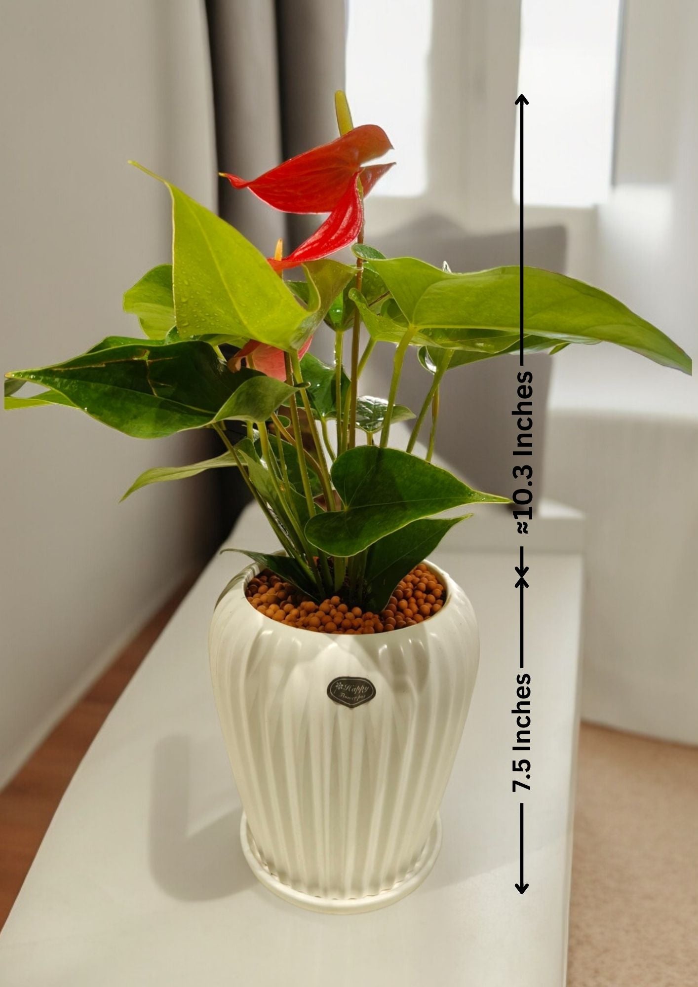 Red Anthurium in Ceramic pot