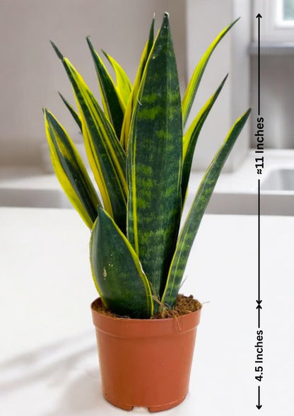 Sansevieria Gold Flame Snake Plant – Adult