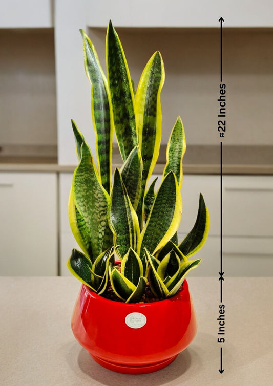 Sansevieria-Snake plant in Ceramic Red pot