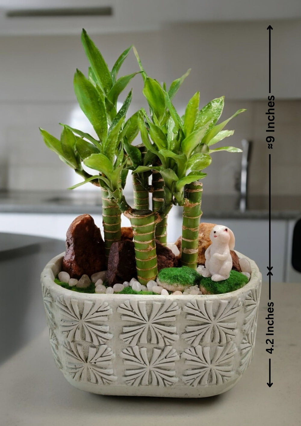 Lucky Bamboo with Rectangular-Shaped Round-edge Pot
