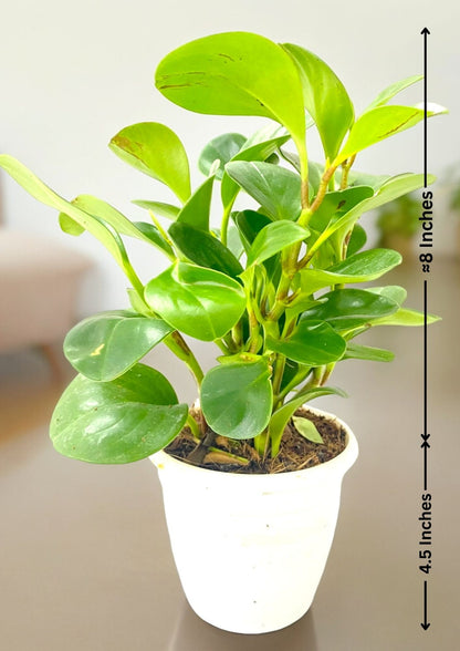 Peperomia Green Plant