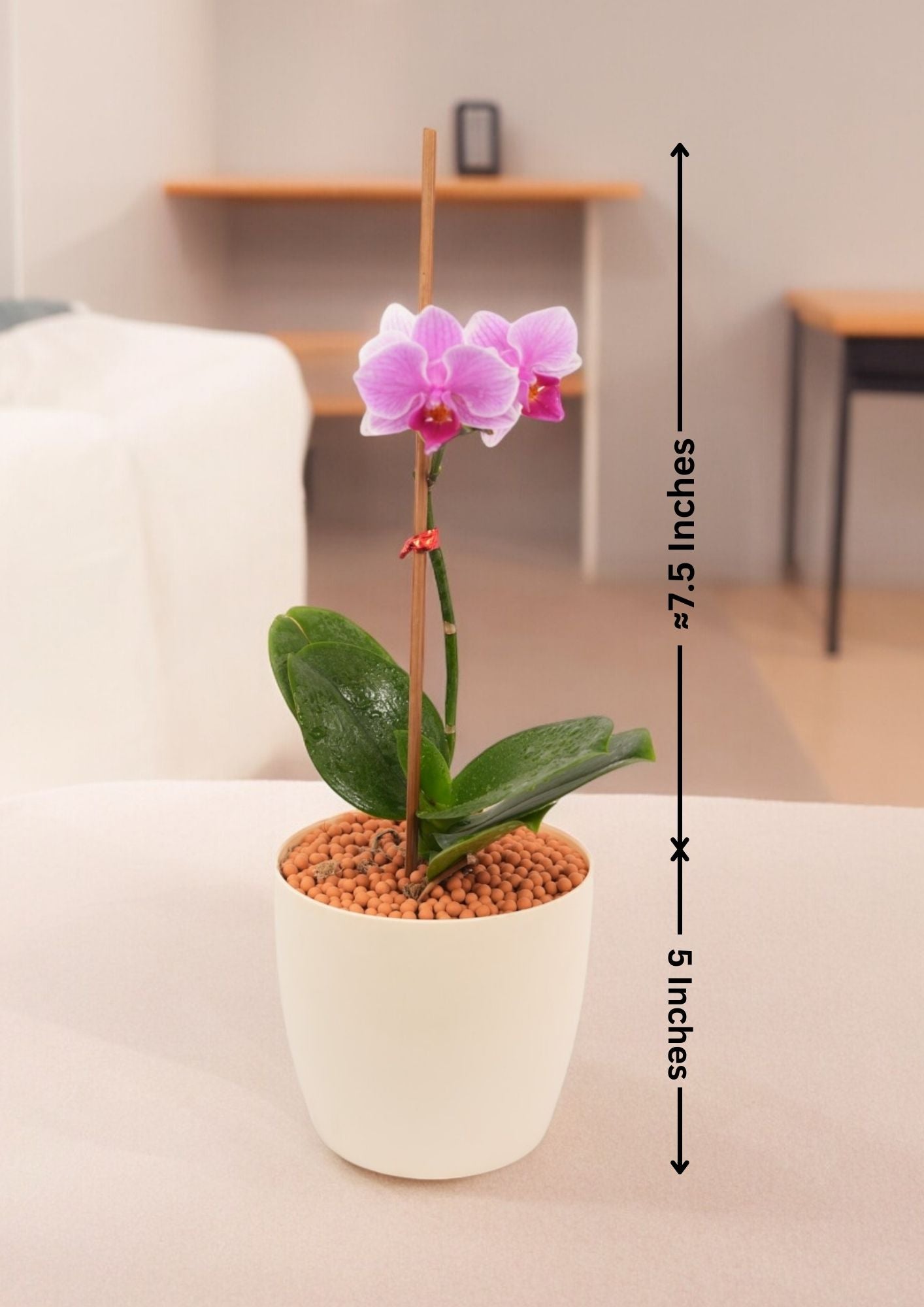 Phalaenopsis Plants