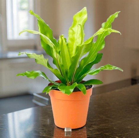 indoor plant shops in Bangalore