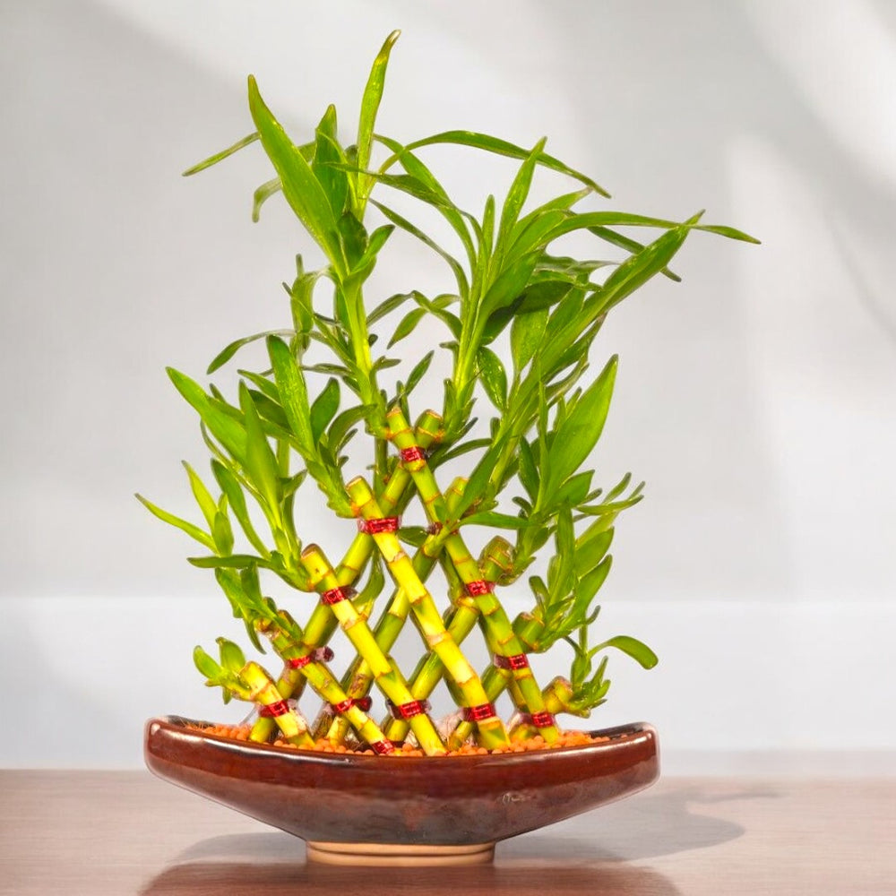 Indoor plant shops in Bangalore