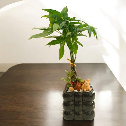 Bonai plants in Square shaped bubble designed and miniature Black ceramic pot 2 Best plants in Bangalore