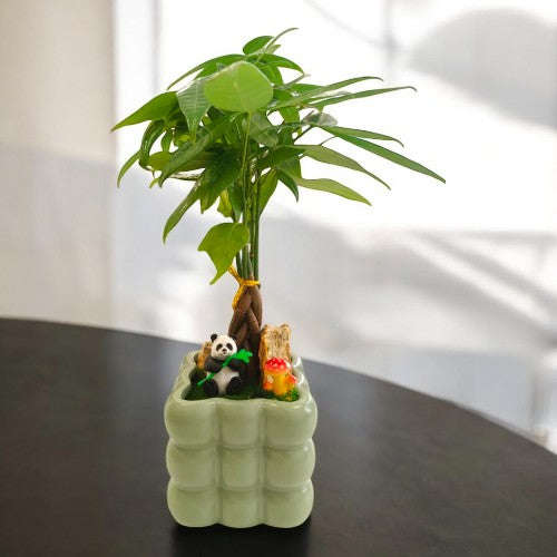 Bonai plants in Square shaped bubble designed and miniature  Light Green   ceramic pot  1 near Bangalore