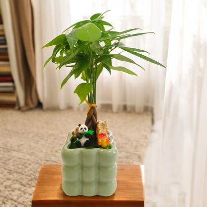 Bonai plants in Square shaped bubble designed and miniature  Light Green   ceramic pot  2 In Bangalore 