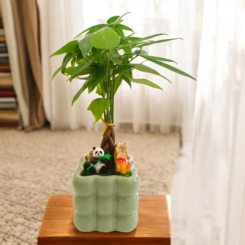 Bonai plants in Square shaped bubble designed and miniature  Light Green   ceramic pot  2 In Bangalore 