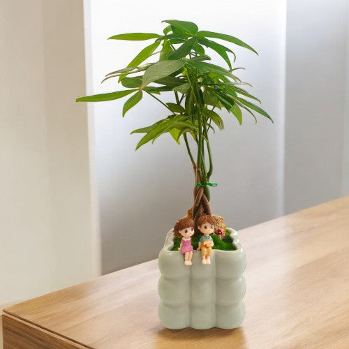 Bonai plants in bangalore