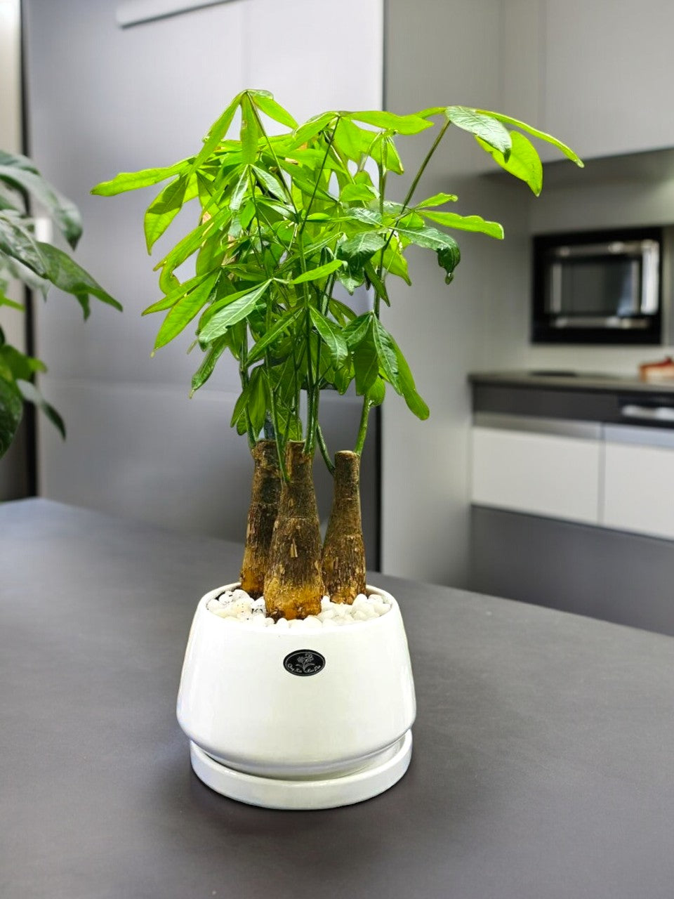 Indoor Plants for Home in Bangalore