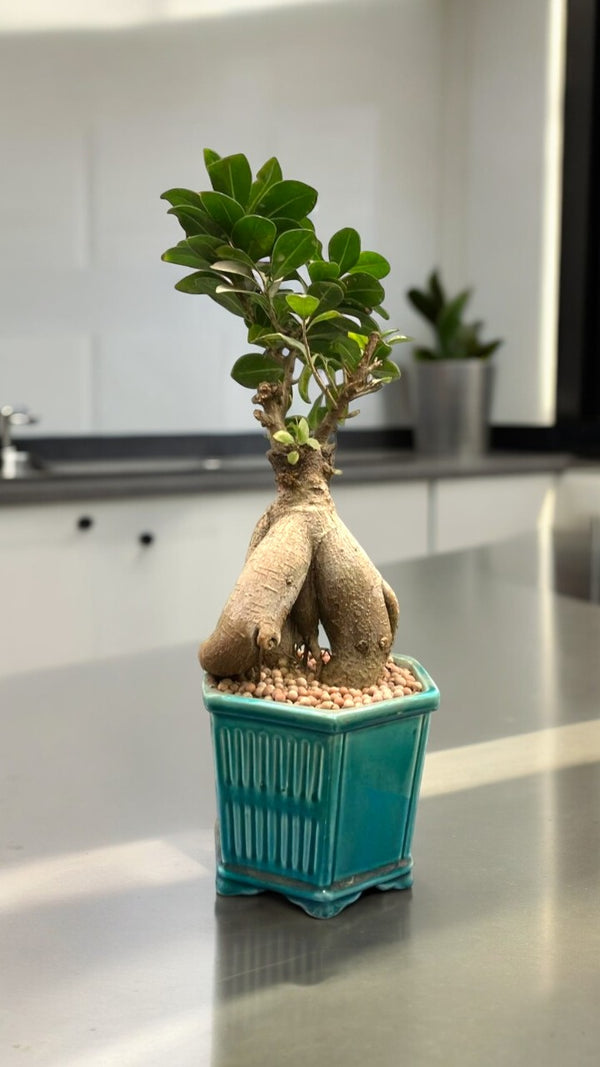 Bonsai tree with twisted trunk and trimmed foliage in a ceramic pot