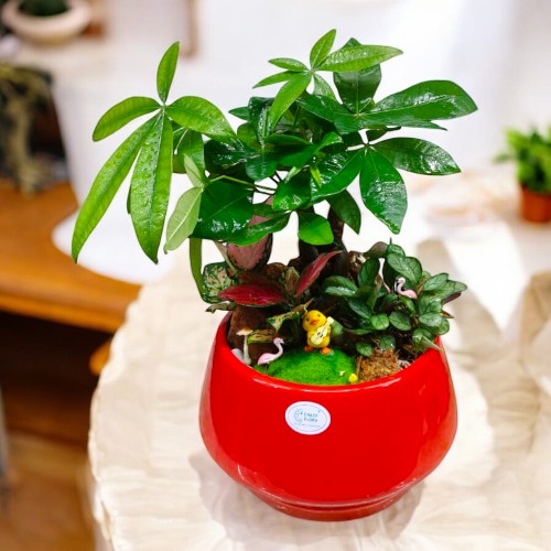 bonsai plants vastu in Bangalore 
