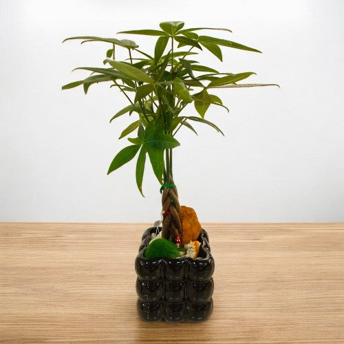  bonsai plants  indoor in bangalore