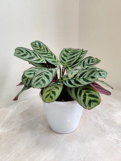 Calatheas Burle Marxii Plant