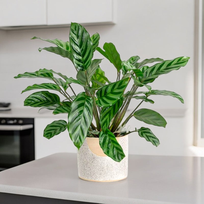 shop indoor plants in Bangalore