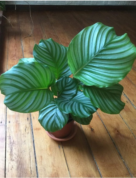 Indoor plants safe home delivery 