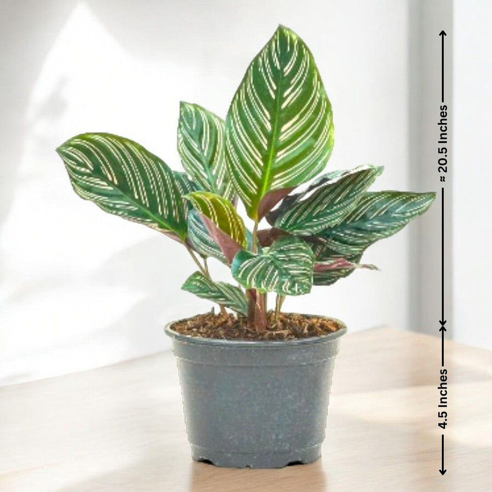 Indoor plants safe home delivery 