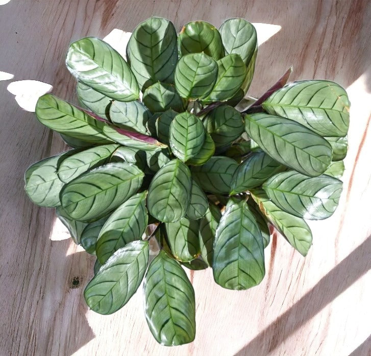 shop indoor plants in Bangalore