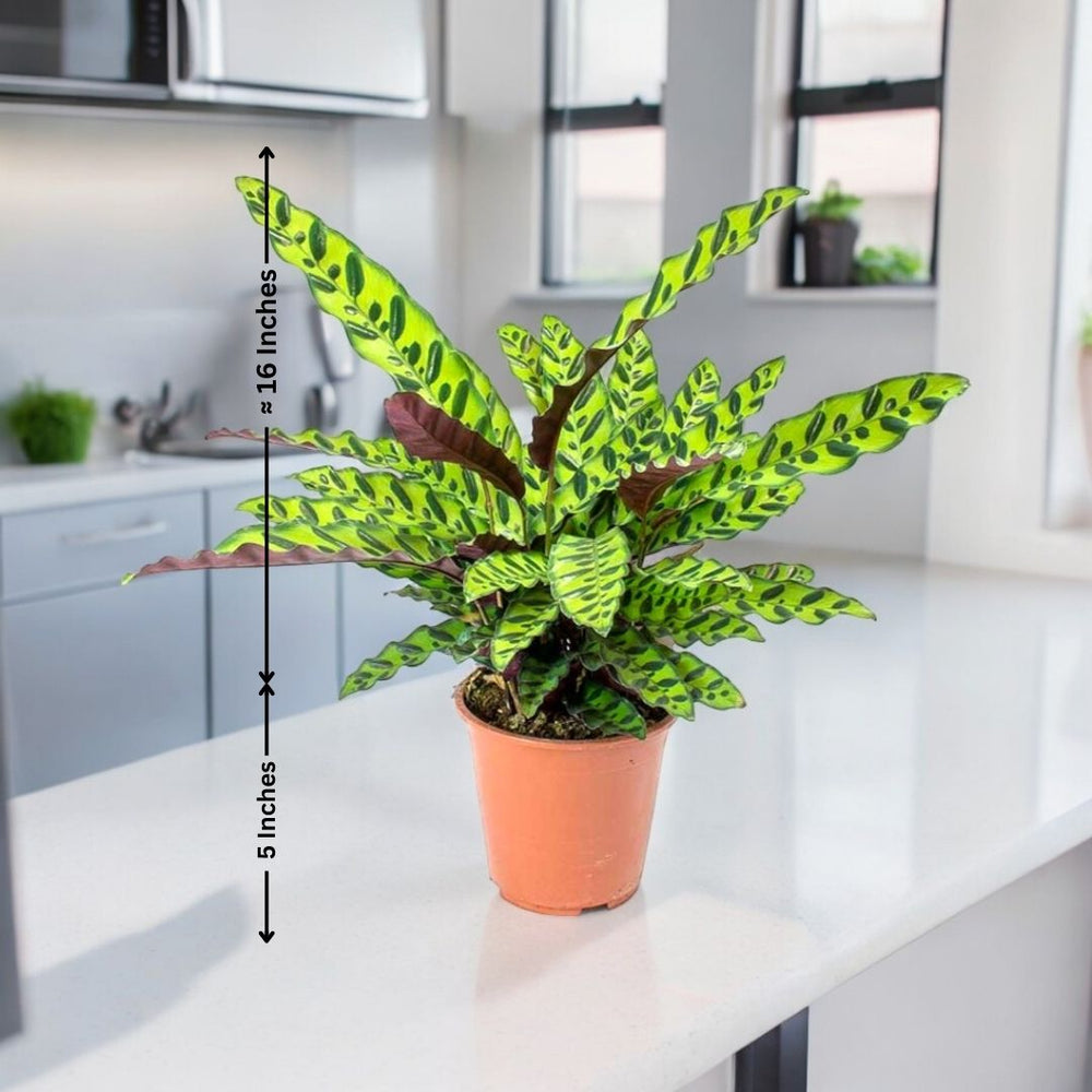 Best indoor plants for Bangalore homes