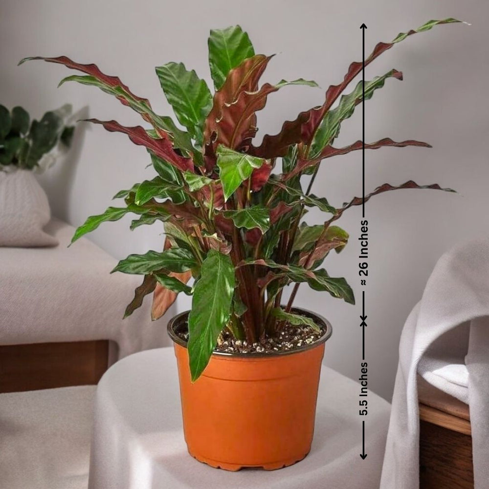 Buy indoor plants online Bangalore