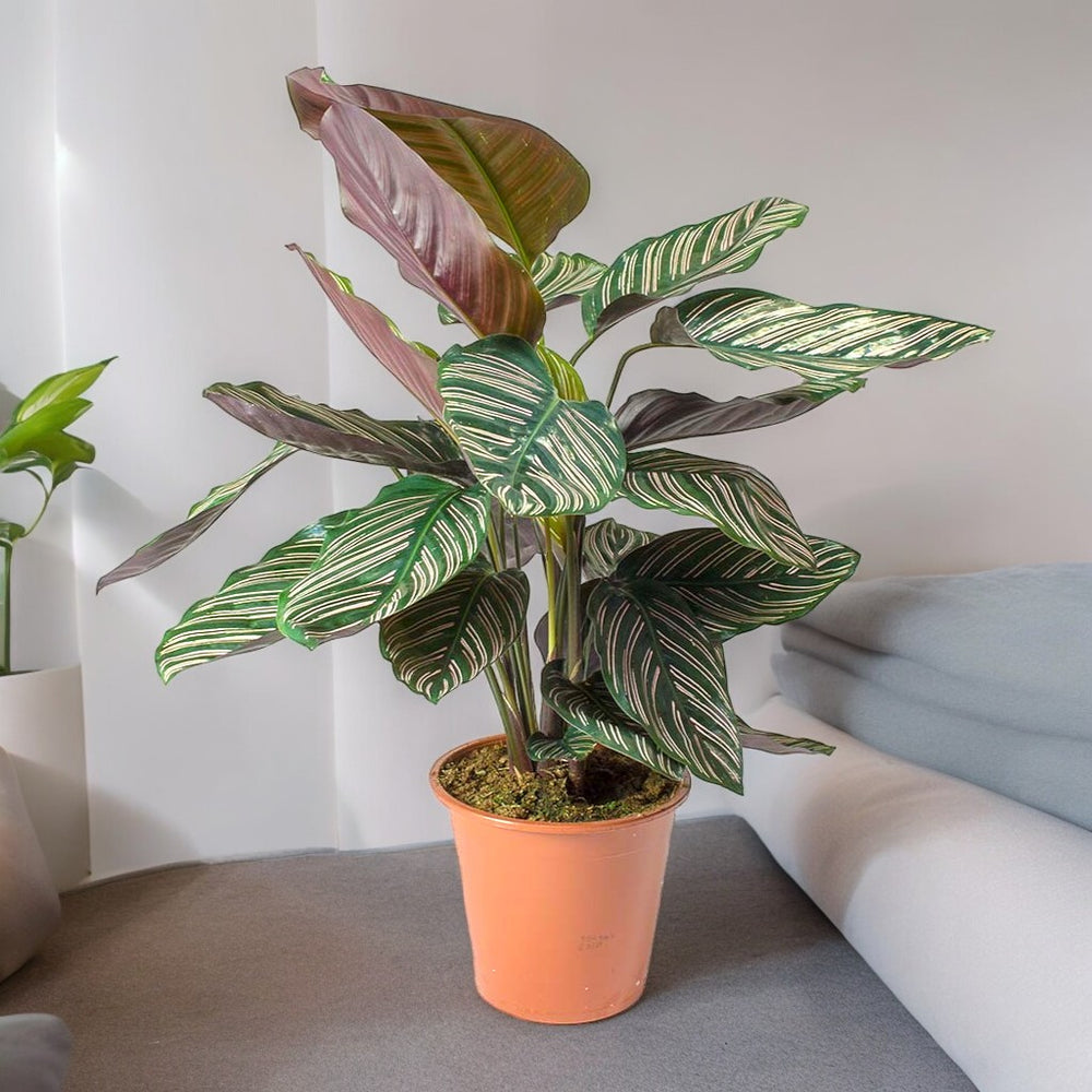 Indoor plants for apartments in Bangalore