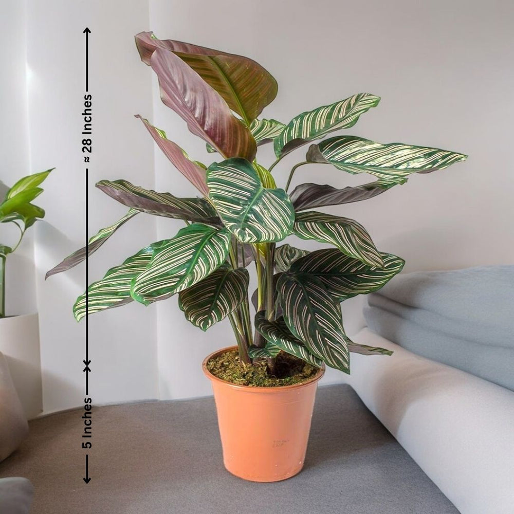 Indoor plant care Bangalore