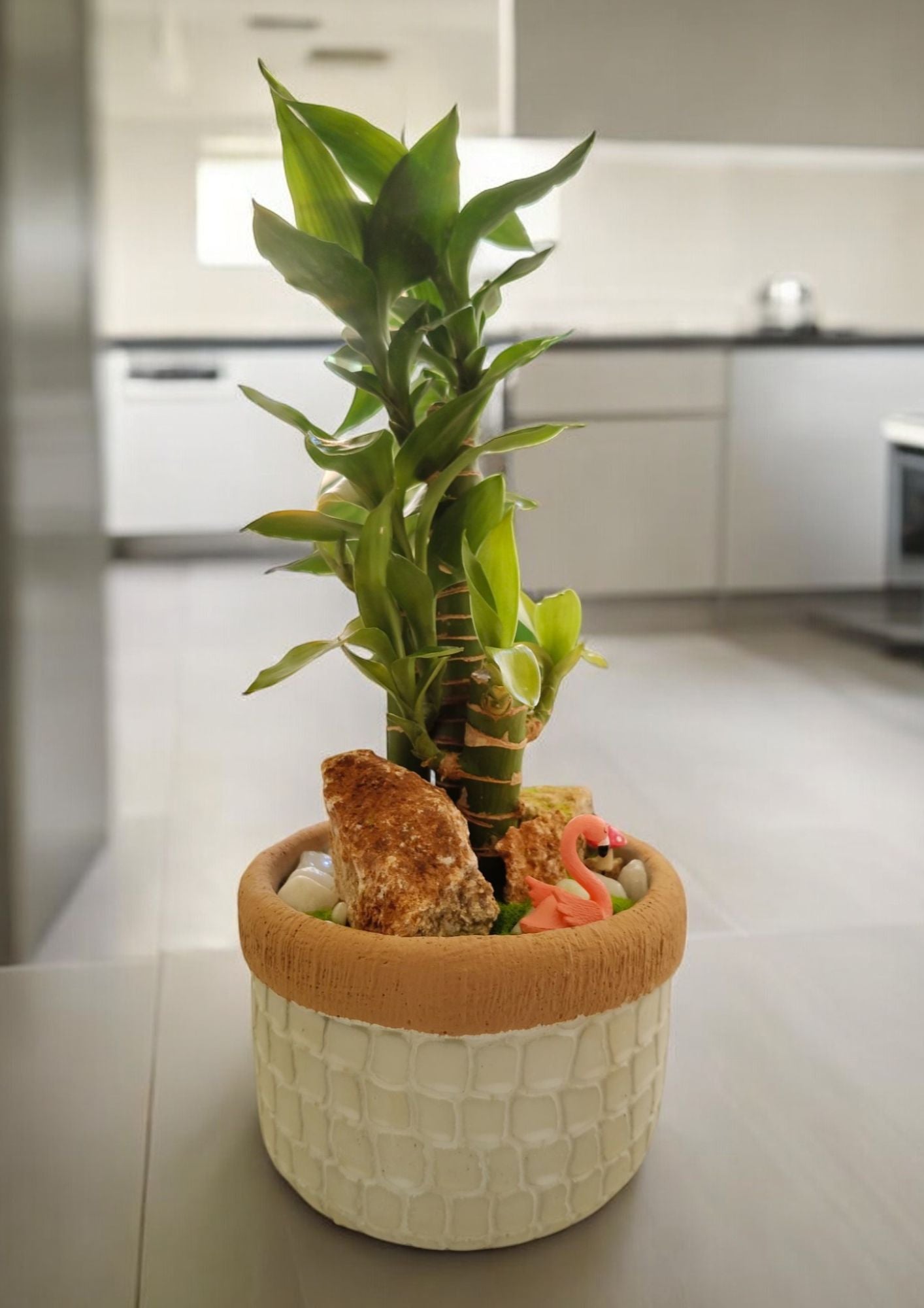 ceramic pots for lucky bamboo Near Bangalore