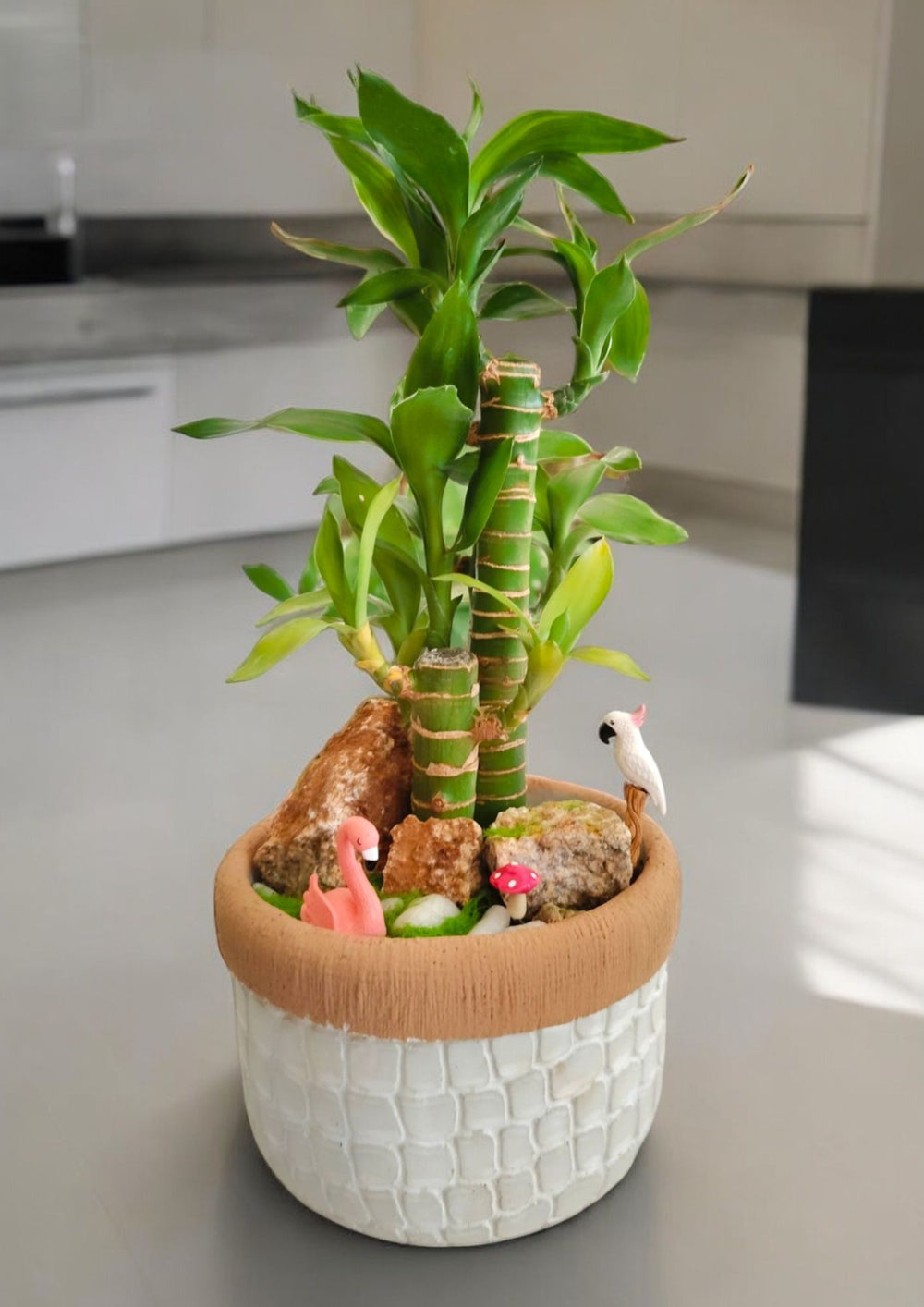 ceramic bamboo planter Near Bangalore 