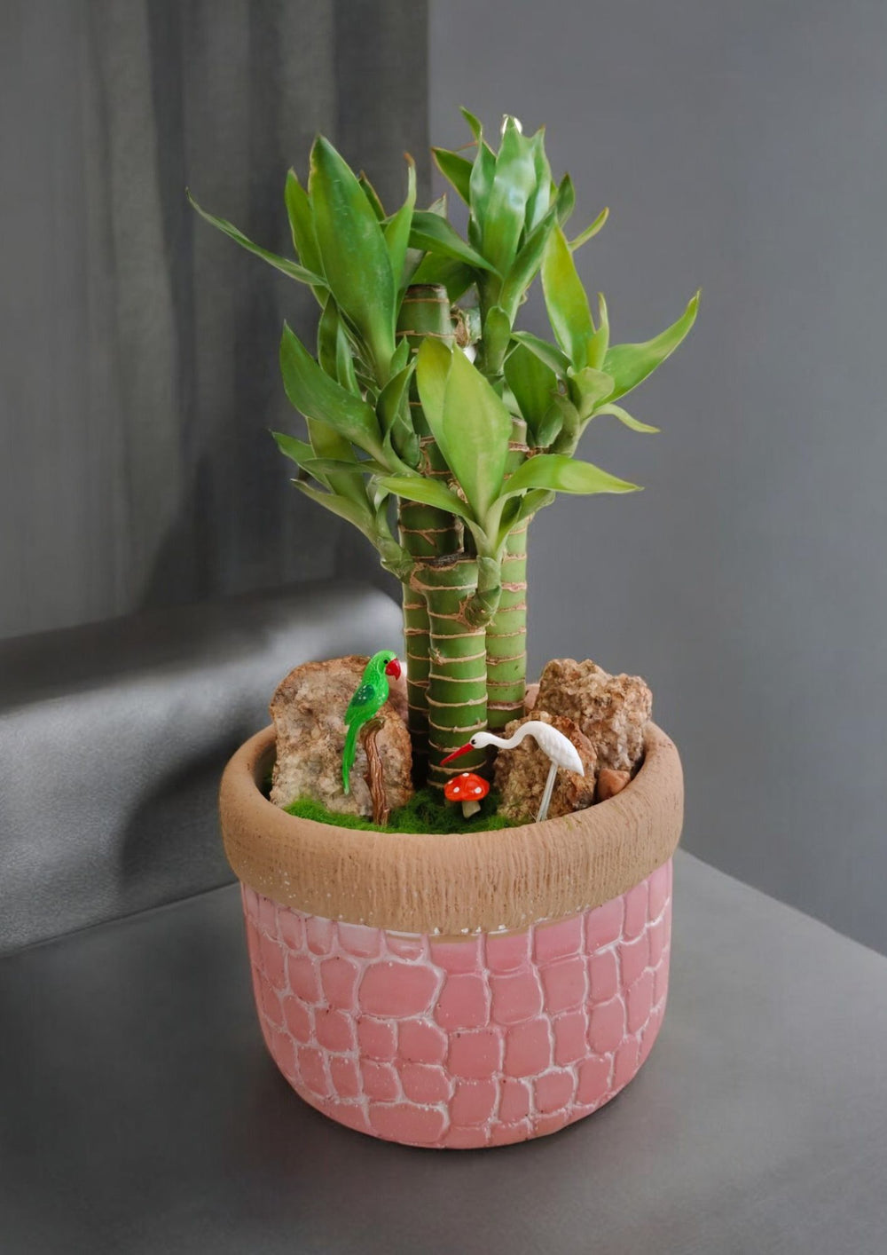 ceramic pots for lucky bamboo Near Bangalore 