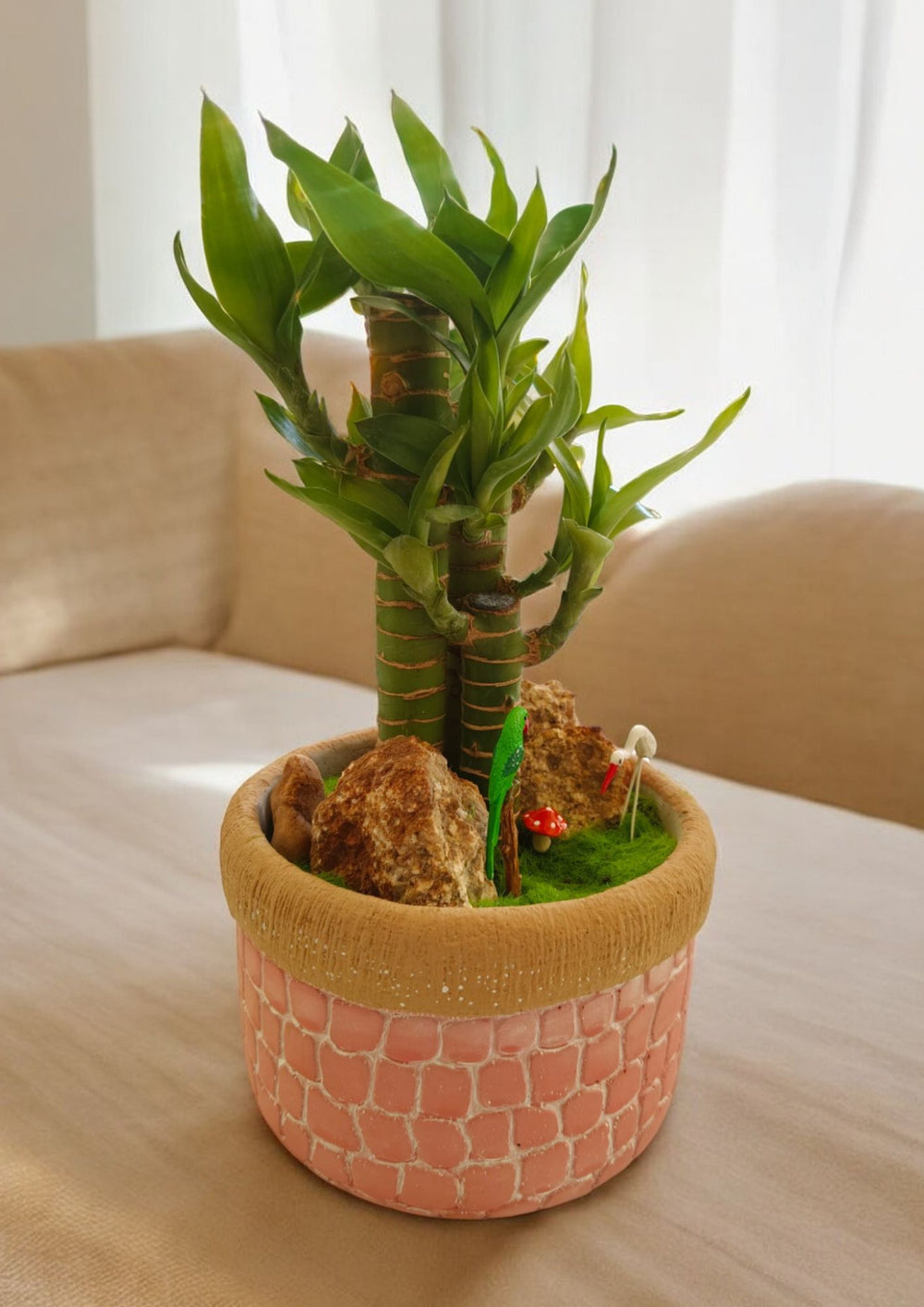 Natural lucky bamboo plant In Banagalore 
