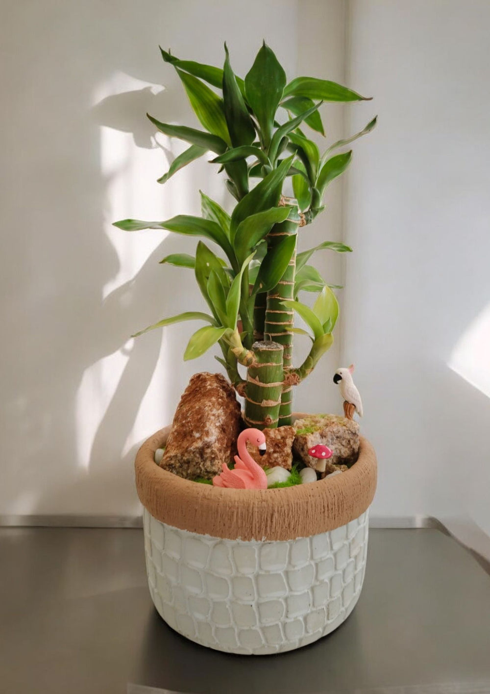 ceramic pots for Bamboo plant in Bangalore 