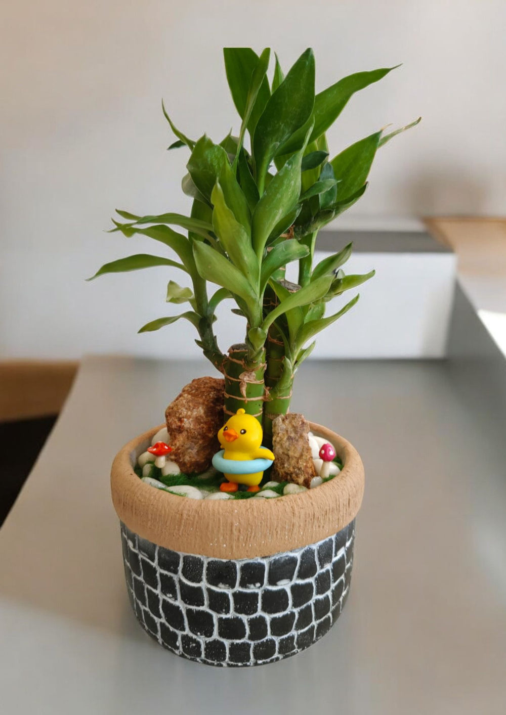 ceramic planters for online in Bangalore 