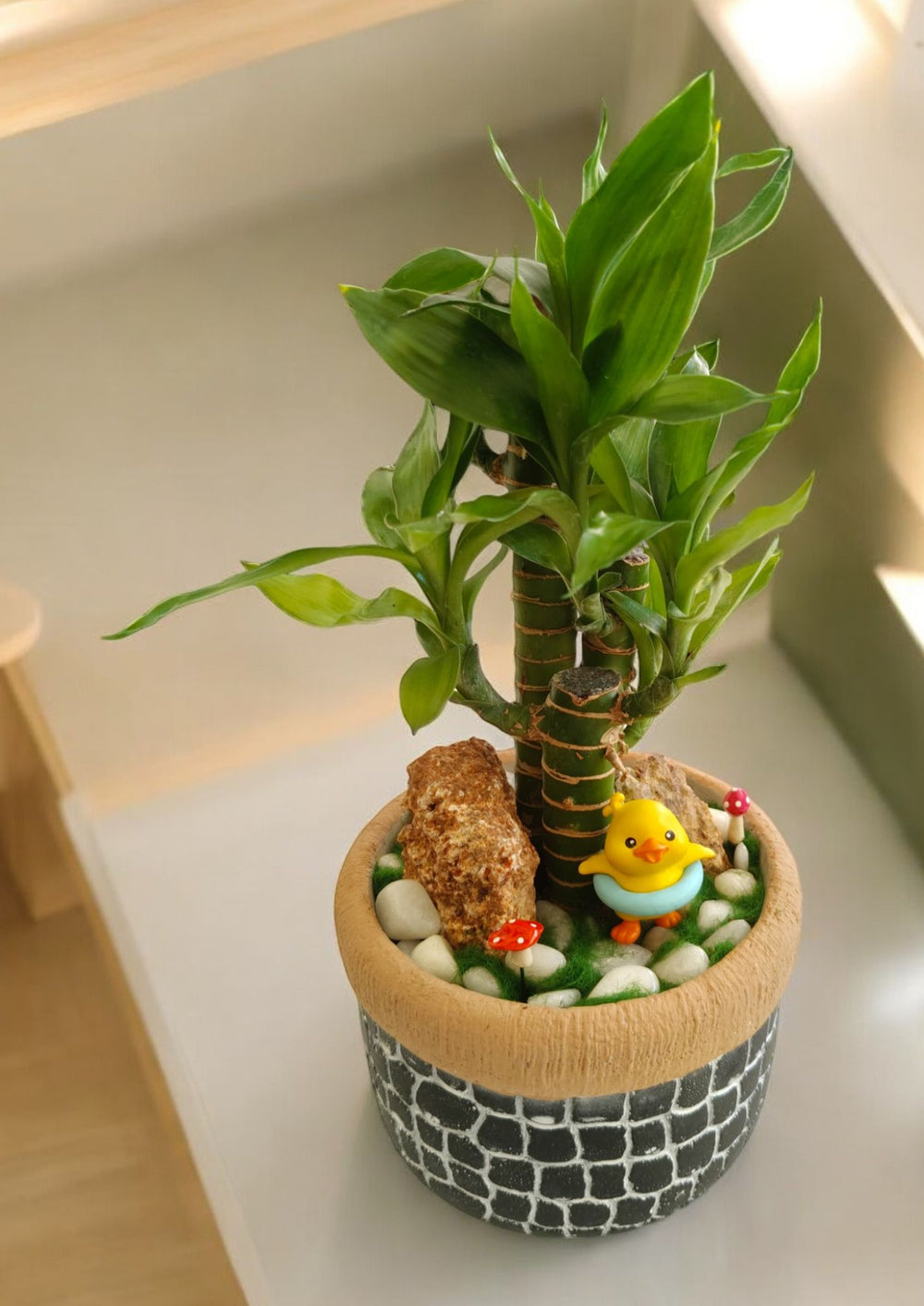 lucky bamboo plant with pot Near Bangalore 