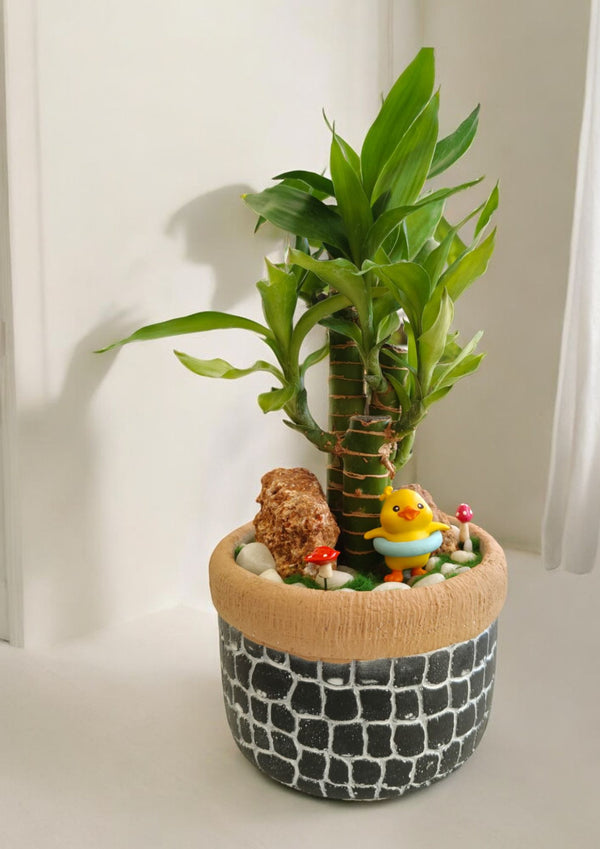 ceramic pots for indoor plants In Bangalore 