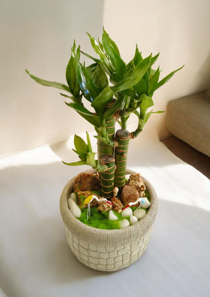 ceramic bamboo planter Near Bangalore 