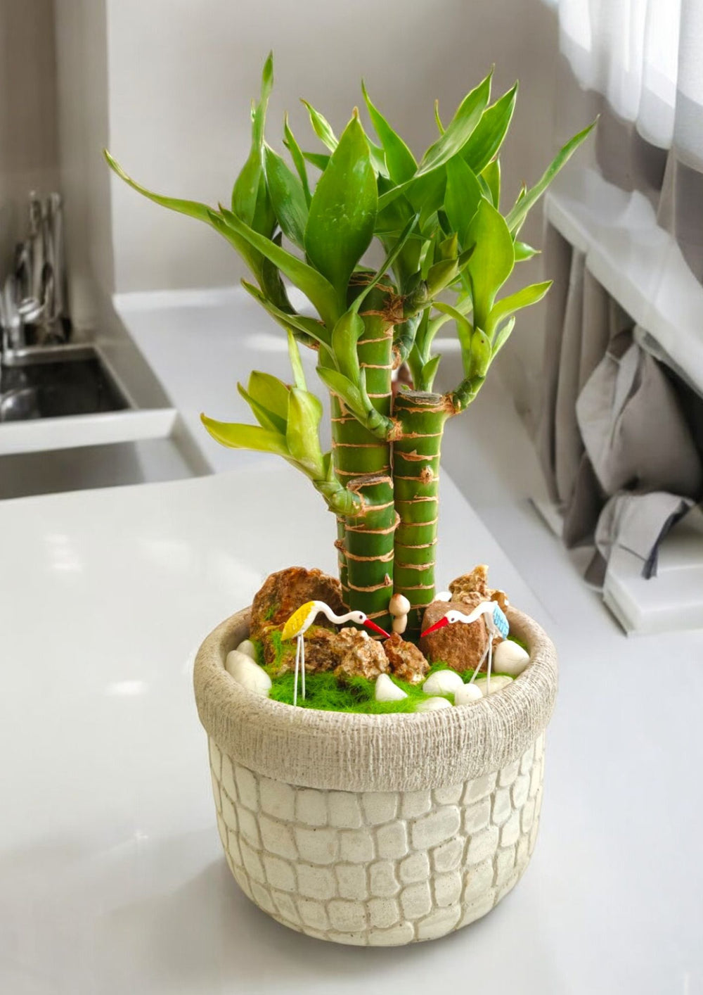 ceramic planter pots Near Bangalore 