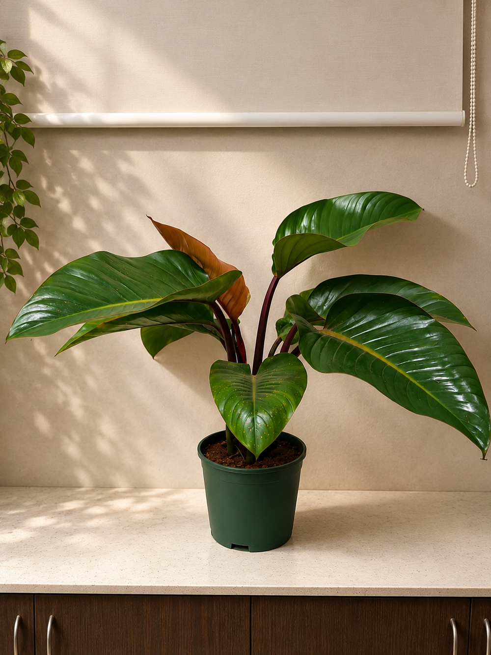 Philodendron Imperial Green