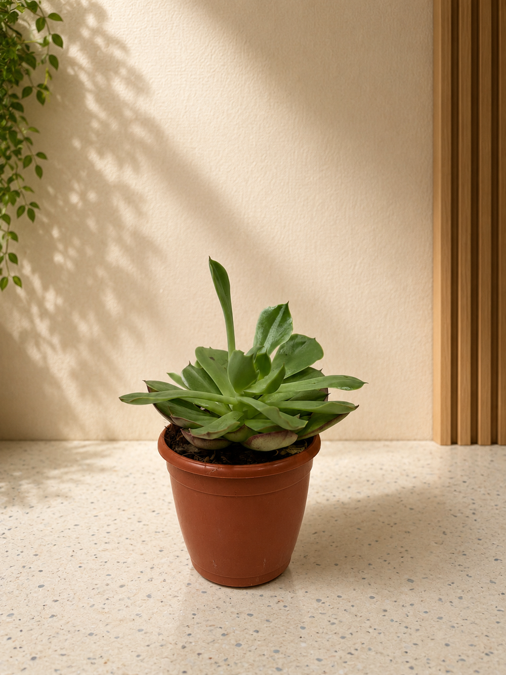 Green Echeveria Succulent Plant