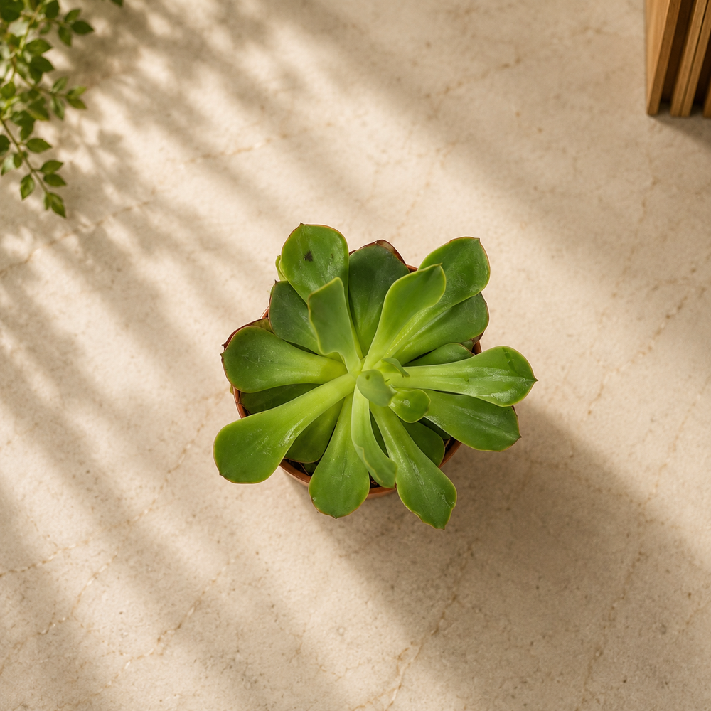 Green Echeveria Succulent Plant