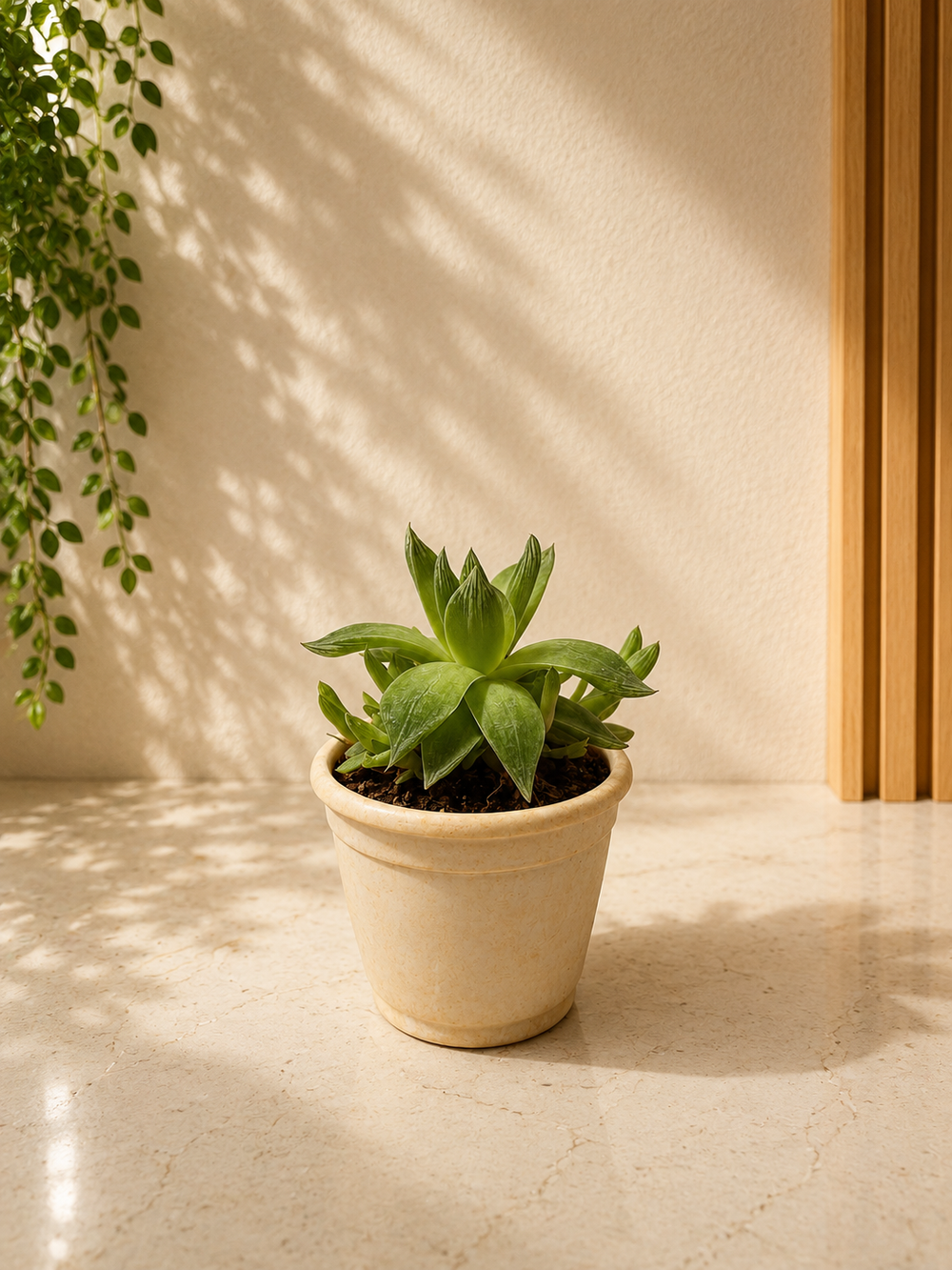 Window Haworthia Succulent Plant